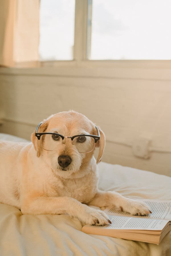 Mutuelle chien : 8 erreurs qui coûtent cher à éviter